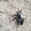Wheel Assassin Bug, Family Reduviidae
