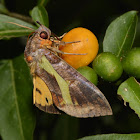 Fruit piercing Moth - Female