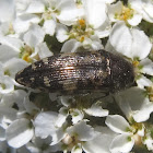 Metallic Wood-Boring Beetle