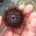 Purple Sea Urchin / Ježinac