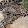Tiger Whiptail Lizard