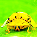 Tortoise beetle.