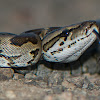 Southern African rock python