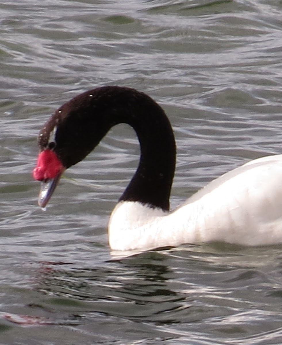 Black-Necked Swans
