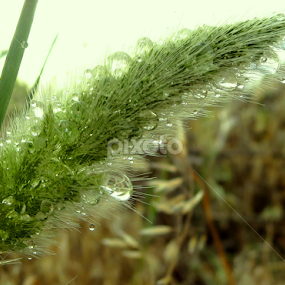 by Adnan Mirani - Nature Up Close Other plants