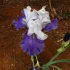 Bearded Iris