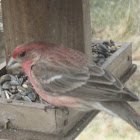 House Finch