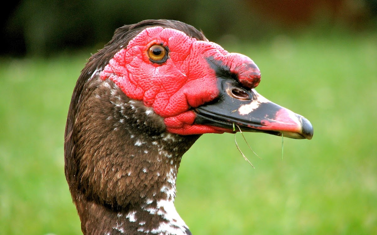 Muscovy Drake