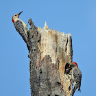 Red-bellied Woodpecker (feeding young at nest cavity)