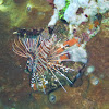 Lion fish