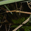 Winged Stick Insect, Phasmid