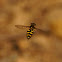 American Hoverfly