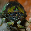 Lyric cicada