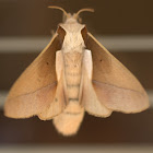 Stoermeriana aculeata (Lasiocampidae)