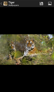 Download Tigers - HD Wallpapers APK for PC