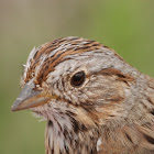 Song Sparrow