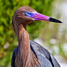 Reddish egret portrait by Sandy Scott - Animals Birds