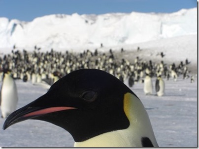 penguin close-up