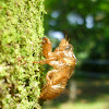 cicada exuviae