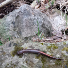 Ozark Zigzag Salamander