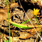 Long-headed Toothpick Grasshopper