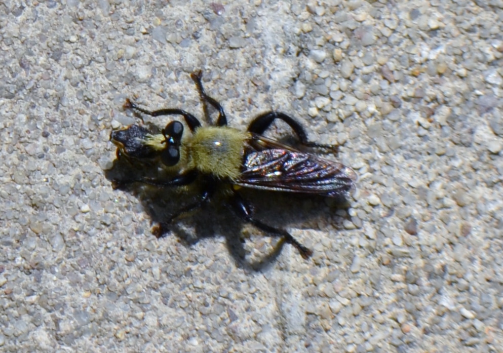 Bee-like Robber Fly
