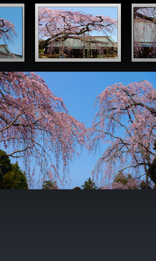 免費下載旅遊APP|Japan:weeping cherry :Chokoji app開箱文|APP開箱王