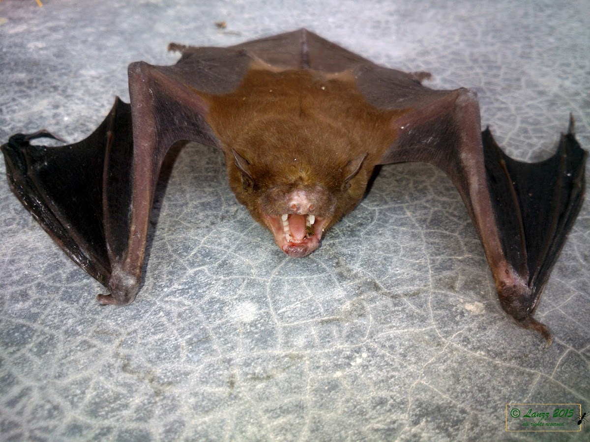 Lesser Asiatic Yellow Bat