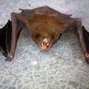 Lesser Asiatic Yellow Bat