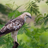 Changeable Hawk-eagle