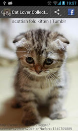 Cat Lovers Collection poster 3