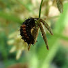 Asian ladybug larva