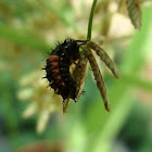 Asian ladybug larva