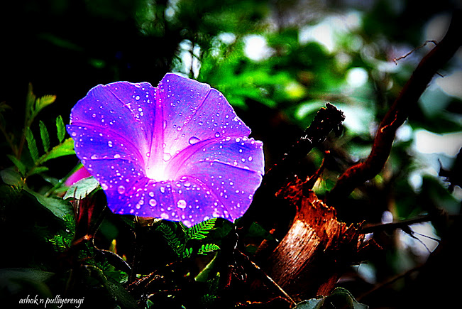 Blue Dawn Flower, Oceanblue morning-glory, Blue morning-glory
