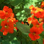 Neon Orange Nasturtiums