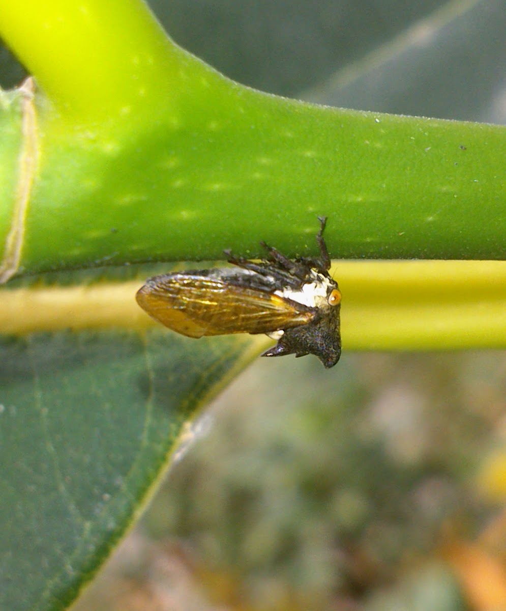 Unidentified Horned Planthopper