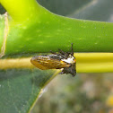 Unidentified Horned Planthopper
