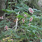 White Baneberry or Dolls Eyes