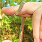 Red-bellied Snake