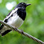 The Oriental Magpie-Robin