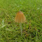 Crystal mushroom