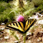 Western Tiger Swallowtail