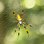 Golden Silk Orb Weaver Spider