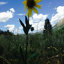 Aspen Sunflower