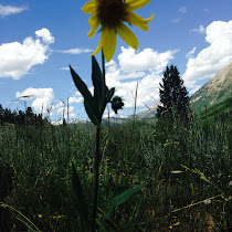 Flowering Plants of Snodgrass Mountain, Colorado