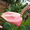 Pink Anthurium / flamingo flower" or "boy flower, Lady Jane, Cotton Candy