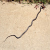 Black Rat Snake (juvenile)