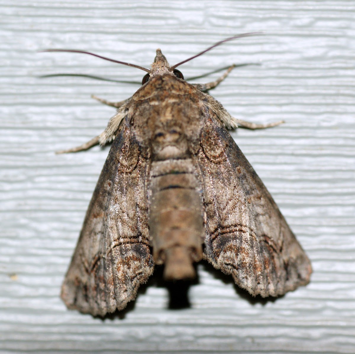Large Paectes Moth or Sweetgum Defoliator