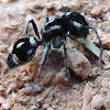 Ant Witch/Cow Killer Ant/Velvet Ant