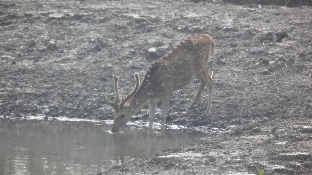 Chital (male)